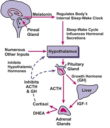 Are You Worried Melatonin Is Harmful? - Michelle Ferreri